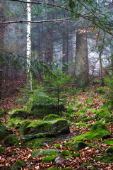 Obraz premium Beautiful coniferous mountain forest in the fog. Natural background.