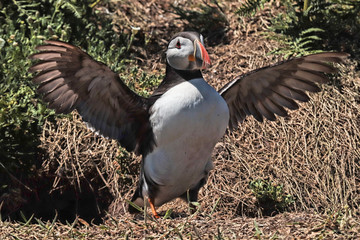 Puffin