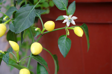 Small peppers growing on the branch