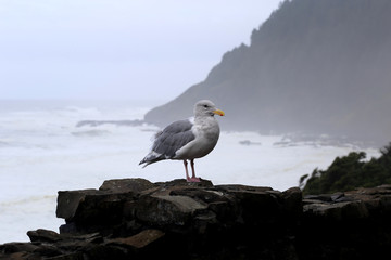 seagull on a rock with coastline in the background