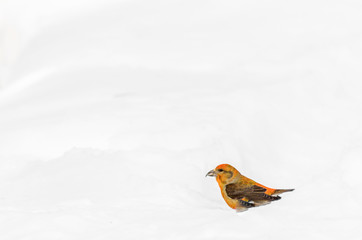 Klest bird in winter forest in snow