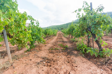 rows in a vineyard
