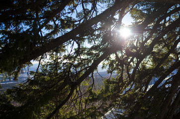 Sunlight through pine branches in national park