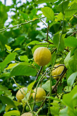 Fresh lemon fruit on a branch