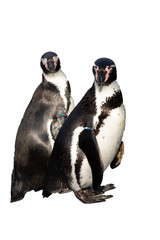 group of penguins isolated