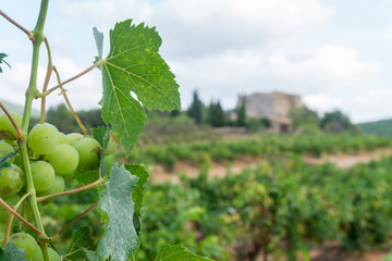 Bunches of ripe grapes before harvest.