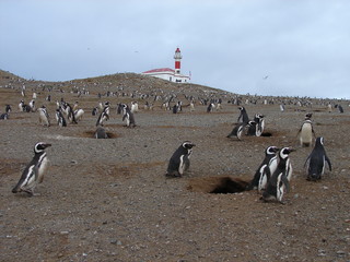 Pingüino en Isla Magdalena