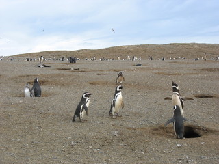 Pingüino en Isla Magdalena