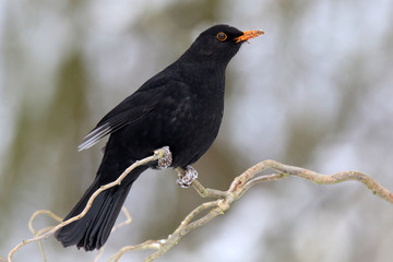 Amsel-Männchen im Winter