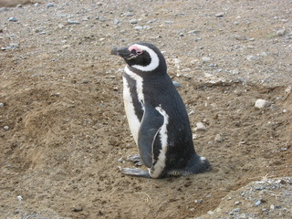 Ping&uuml;ino en Isla Magdalena
