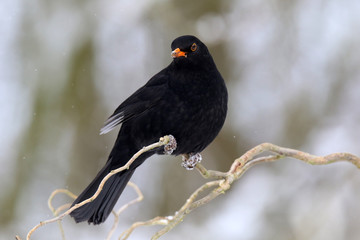 Männliche Amsel im Winter