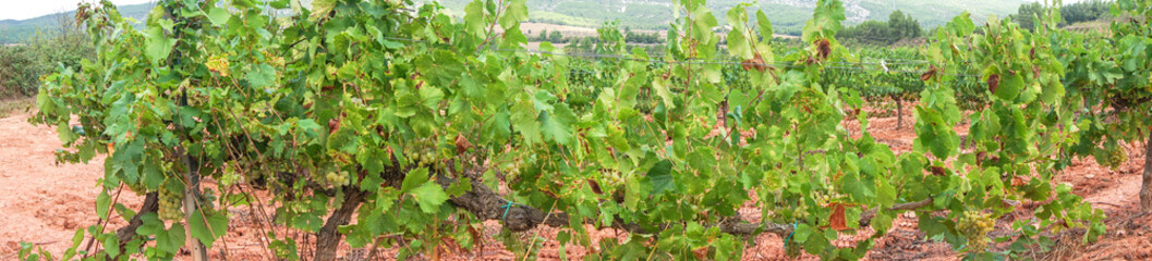 Wine grapes in vineyard raw ready for harvest in Spain