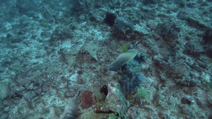 Buscar fotos: angelfish