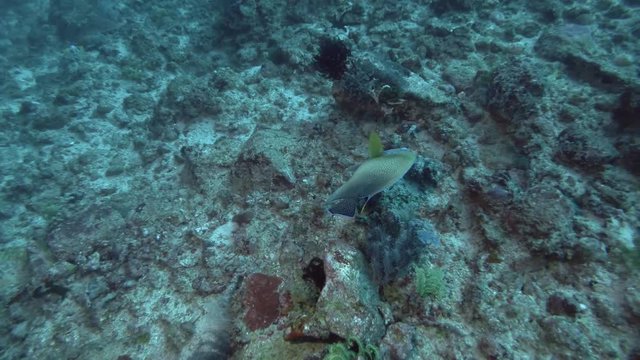 Angelfish swim sideways over rocky bottom. Semicircle Angelfish or Koran Angelfish - Pomacanthus semicirculatus