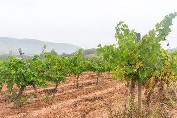 Fototapeta na wymiar Ripe grapes in a vineyard, Spain