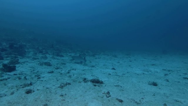 Whitetip Reef Shark - Triaenodon obesus lies and slowly swim over sandy bottom.  Bali, Oceania, Indonesia