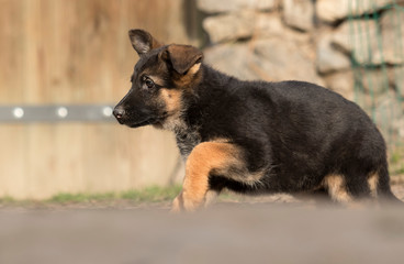 German Shepherd puppy outdoors