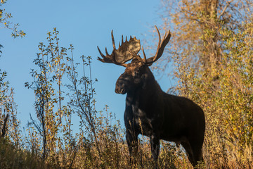 Bull Moose in the Fall rut in Wyoming