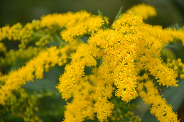 yellow flowers
