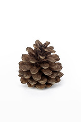 Brown pine cone on white background photographs