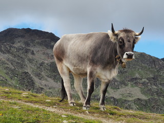 Kuh I