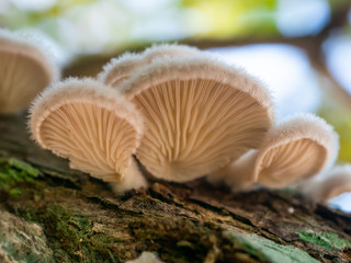 Mushrooms occur after rain.