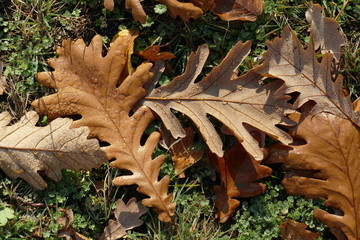 braun verfärbtes Herbstlaub