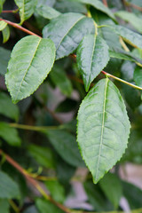 Thea sinensis (tea flower) shrub in close up