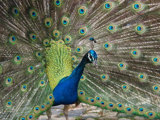 Obraz premium Pfau II
