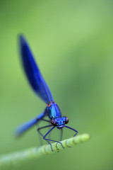 Beautiful blue insect