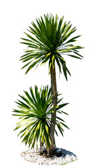 Dracaena loureiri tree or Pha Chan tree in Thailand, There is light from the sun during the day,...