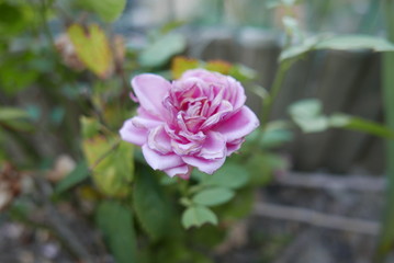 ROSA