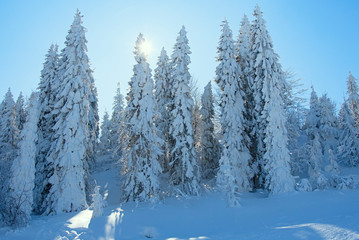 Fototapeta premium fantastic winter landscape