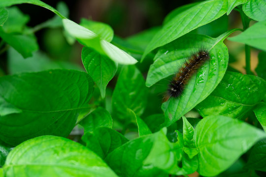 Nature background of hairy fur worm climbing and eating green leaves in the farm
