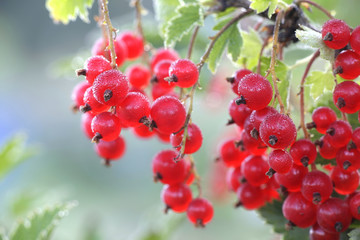 Ripe redcurrant or red currant berries