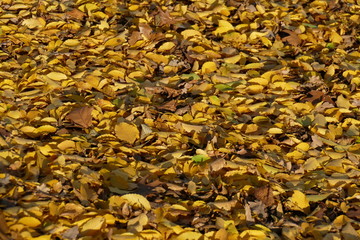 gelb verfärbtes Herbstlaub