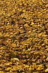 gelb verfärbtes Herbstlaub