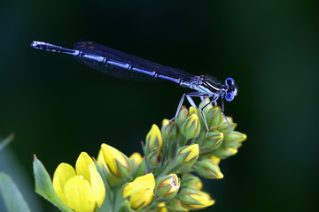 Beautiful insect