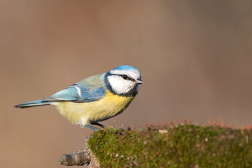 Obraz premium Blue tit, Cyanistes caeruleus, sitting on a stump with moss.