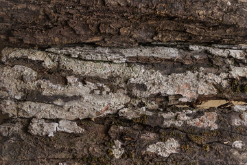 Bark tree background texture