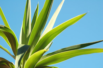 BlueSky Yucca