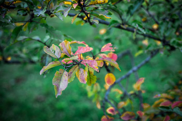 Obraz premium Fall scene. Beautiful Autumnal park. Leaves Forest path in autumn.