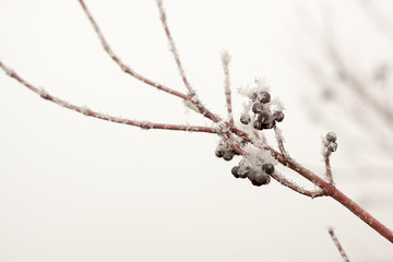frozen plants in early morning close up. winter concept