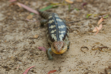 close up Tasmanian blue-tongued lizard close up