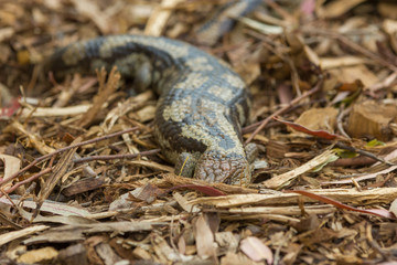 close up Tasmanian blue-tongued lizard close up