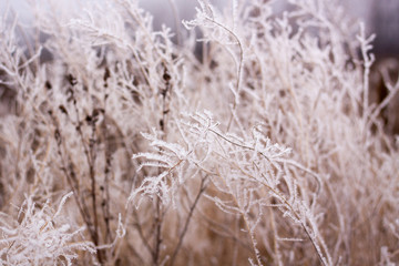 Fototapeta premium frozen plants in early morning close up. winter concept