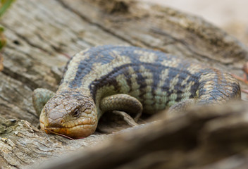 Tasmanian blue-tongued lizard close up