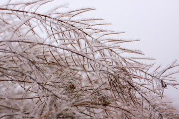 Fototapeta na wymiar frozen plants in early morning close up. winter concept