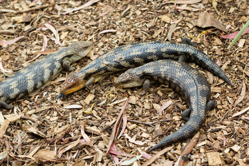 Tasmanian blue-tongued lizards
