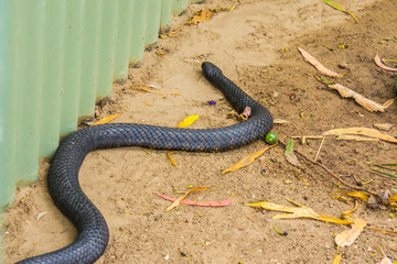 black and yellow coloured Tasmanian tiger snake near a garden shed